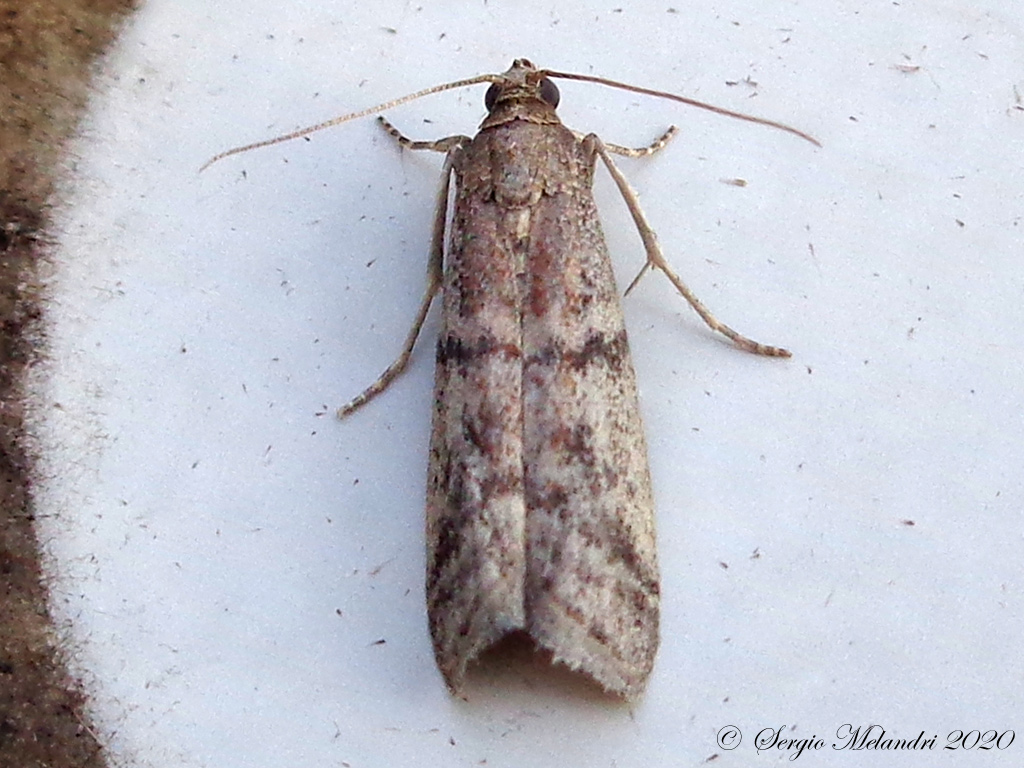 Pyralidae: Ephestia sp.